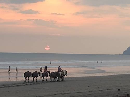Caii plimbați pe marginea oceanului, în Jaco/RR